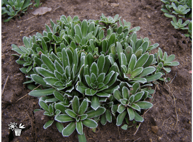 Saxifraga paniculata